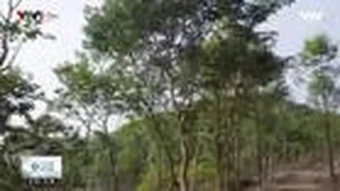 SAO THÁI DƯƠNG – THƯƠNG HIỆU QUỐC GIA VIỆT NAM