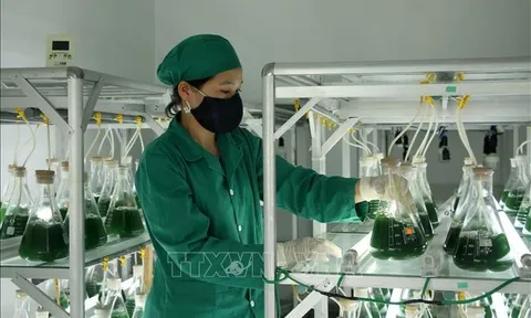 Sản xuất thành công tảo xoắn Spirulina trên quy mô lớn ở miền Trung