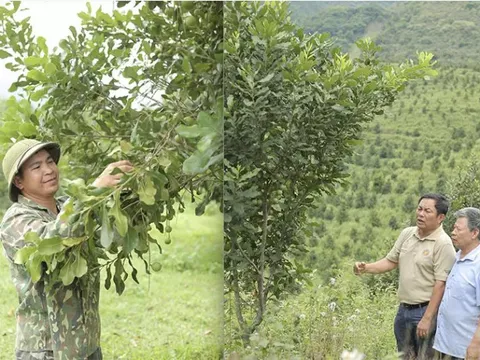 Trồng cây 'nữ hoàng' trên đỉnh núi: Hàng không đủ bán, nhà giàu Dubai ngỏ ý làm ăn lớn