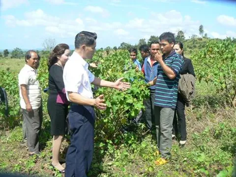 "Người đỡ đầu" ngành năng lượng sạch Tây Nguyên
