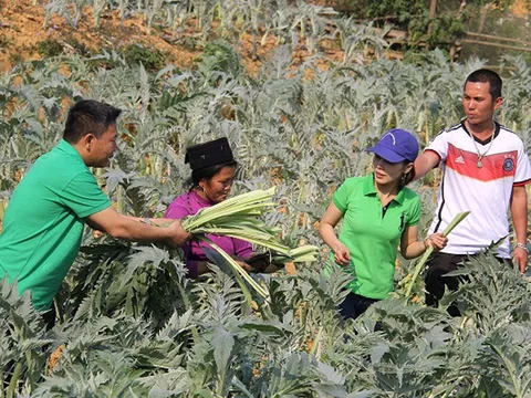 TraphacoSapa: Nâng niu nguồn dược liệu Việt