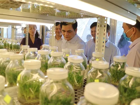 Gìn giữ tinh hoa dược liệu núi rừng