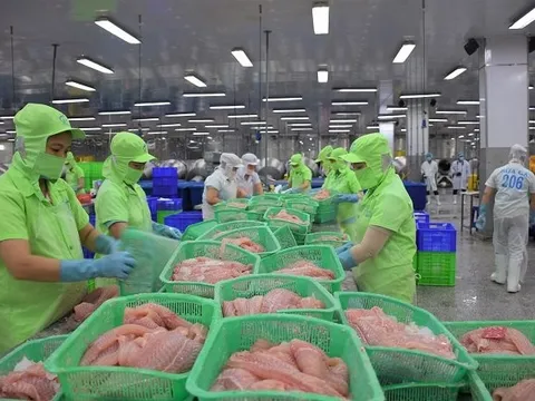 Khoa học công nghệ là chìa khóa đưa cá tra "vươn ra biển lớn"