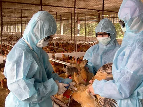 Thúc đẩy chăn nuôi từ góc độ khoa học và công nghệ