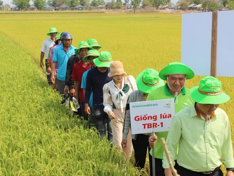 Hàng nghìn nông dân vùng sâu Tây Nguyên phấn khích giống lúa mới của ThaiBinh Seed