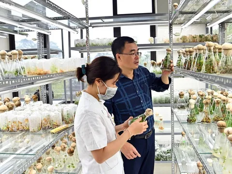 Ứng dụng công nghệ để tăng giá trị dược liệu