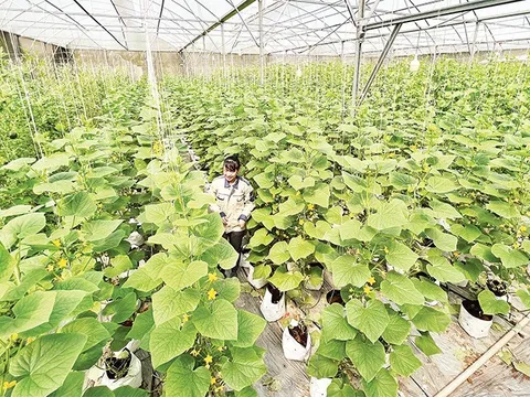 Ứng dụng công nghệ số trong nông nghiệp