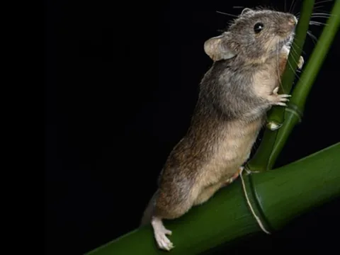 Trung Quốc tạo ra chuột với gene được lập trình lại hoàn toàn