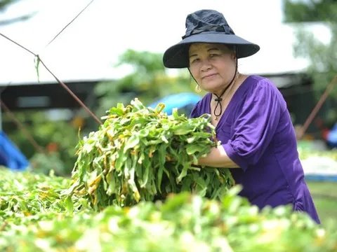 Một lòng tận tâm cùng cây thuốc Việt