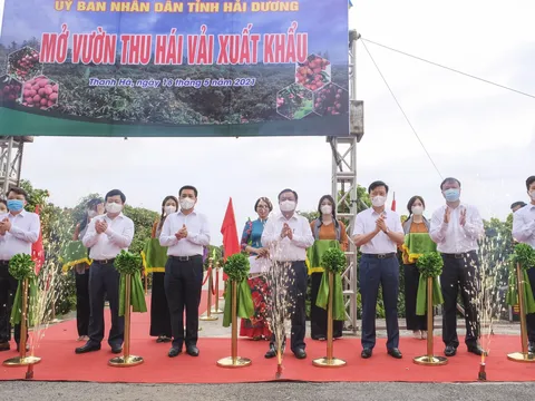 Sắp diễn ra Hội nghị Xúc tiến thương mại vải thiều và sản phẩm tiêu biểu tỉnh Hải Dương năm 2022