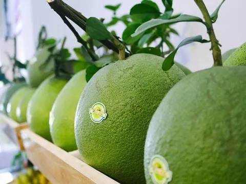 Bưởi da xanh Việt Nam chính thức được cấp phép xuất khẩu sang Mỹ