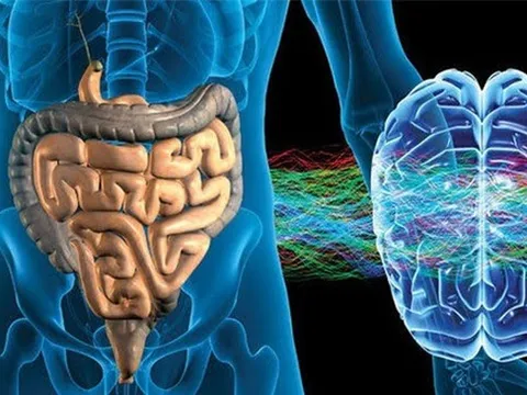 Điều chưa biết về "bộ não thứ hai" trong ruột người