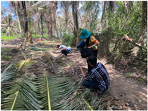 Bộ Khoa học và Công nghệ đồng hành với tỉnh Bến Tre tìm kiếm giải pháp phòng trừ đối với đối tượng sâu đầu đen hại dừa (Opisina arenosella)