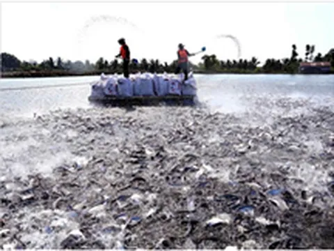 Bộ Khoa học và Công nghệ đồng hành cùng các địa phương vùng Đồng bằng song Cửu Long tìm kiếm giải pháp tổng thể để xử lý ô nhiễm môi trường ao nuôi cá tra