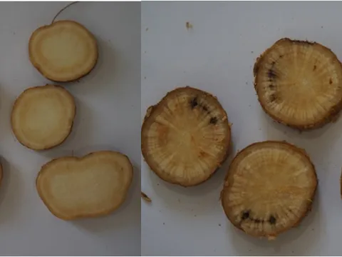 Bảo hộ chỉ dẫn địa lý “Núi Dành” cho sản phẩm Sâm Nam