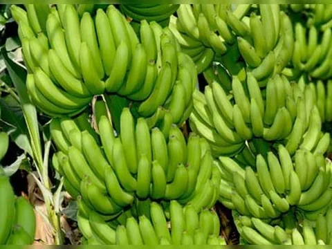 Phân tử vi sinh vật làm chậm quá trình lão hóa thực vật