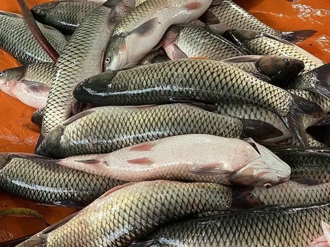 Nuôi cá bằng chế phẩm đất hiếm