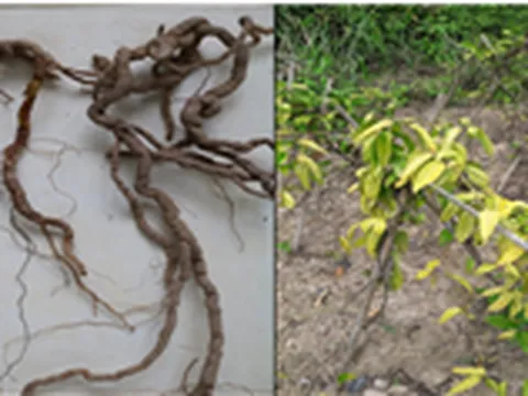 Bộ Khoa học và Công nghệ đồng hành cùng tỉnh Quảng Ninh tìm giải pháp KH&CN quản lý tổng hợp bệnh hại trên cây Ba Kích