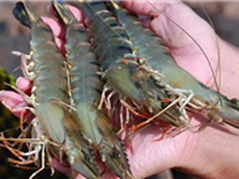 Bảo hộ chỉ dẫn địa lý “Cà Mau” cho sản phẩm tôm sú