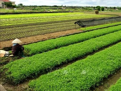 Sản xuất rau theo hướng hữu cơ, rau an toàn và chuỗi giá trị gắn với xây dựng nông thôn mới vùng miền núi phía Bắc