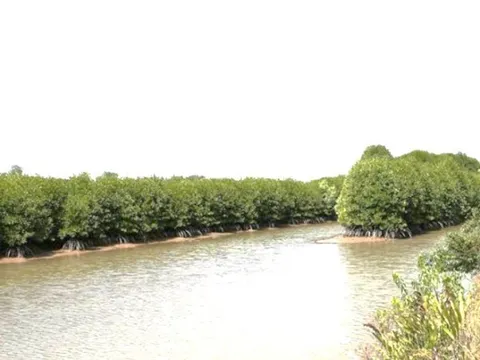 Các nhà khoa học tiết lộ bí mật di truyền của cây ngập mặn