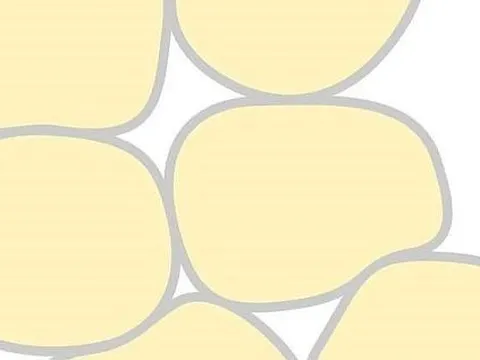 Các tế bào mỡ ở phụ nữ có khả năng bảo vệ chống lại các bệnh tật