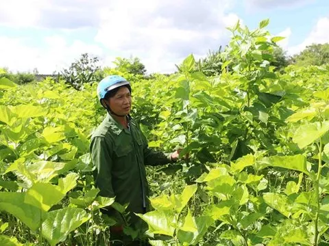 Biến đổi khí hậu tác động mạnh đến nền nông nghiệp toàn cầu trong thập kỷ tới