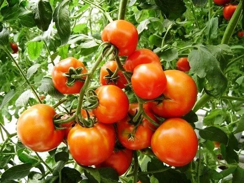 Phát hiện gien mới giúp cải thiện hương vị và thời gian sử dụng cà chua