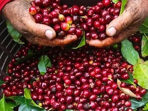 Giá cà phê trong nước giảm nhẹ
