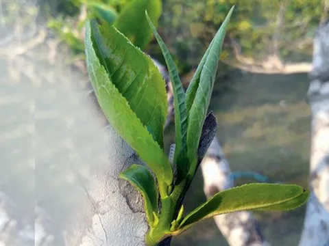 Bảo hộ chỉ dẫn địa lý “Phình Hồ” cho sản phẩm chè shan