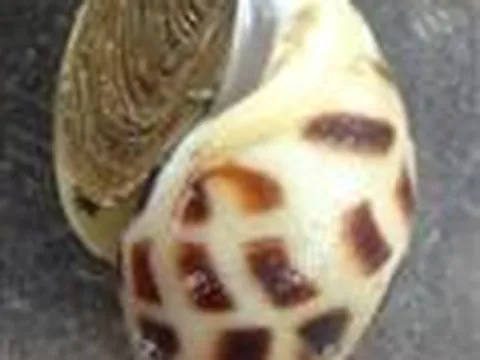 Bảo hộ chỉ dẫn địa lý "Khánh Hòa" cho sản phẩm ốc hương