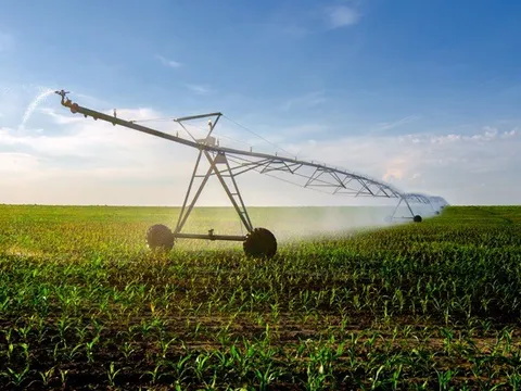 Nghiên cứu tăng cường hấp thụ CO2 ở thực vật