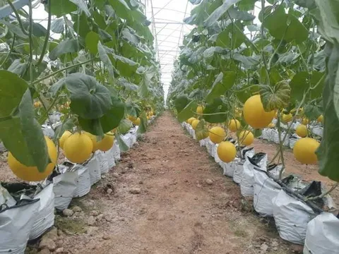 08/12 sẽ diễn ra Hội nghị về hoạt động ứng dụng, chuyển giao công nghệ địa phương năm 2021