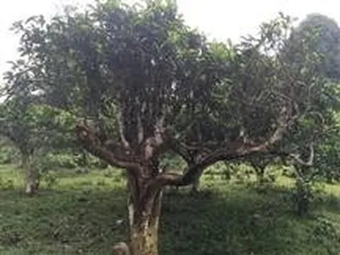 Dùng công nghệ nhận diện chất quý trong chè Shan