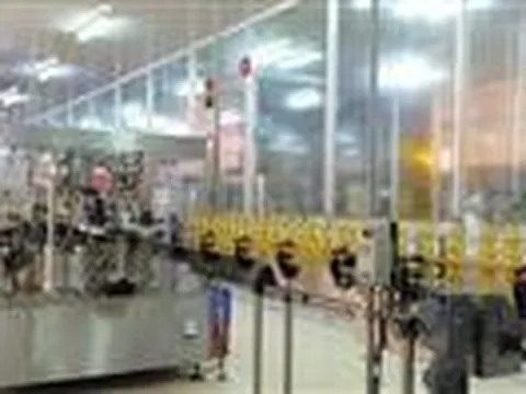 Dùng mỡ cá tra làm dầu ăn cao cấp