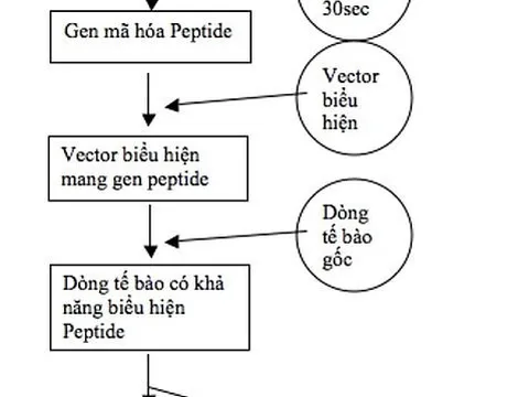 Nghiên cứu tạo dòng tế bào tái tổ hợp để sản xuất peptid từ da ếch