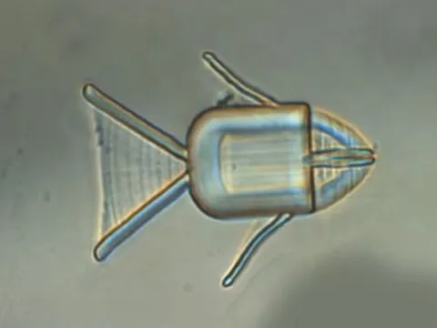 Cá vi robot bơi khắp cơ thể để cung cấp thuốc điều trị ung thư