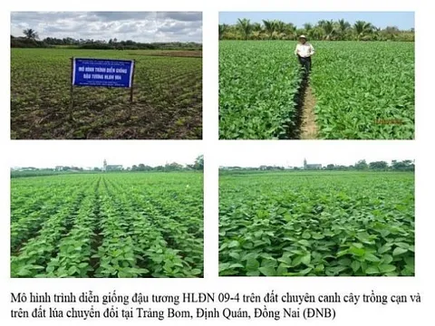 Nghiên cứu chọn tạo giống đậu tương cho vùng Đông Nam bộ và Đồng bằng sông Cửu Long