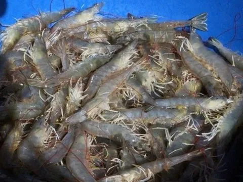 Xây dựng mô hình nuôi tôm bền vững tại các tỉnh Đồng bằng sông Cửu Long dựa trên kiểm soát và xử lý nước ao tôm bằng vật liệu và công nghệ nano