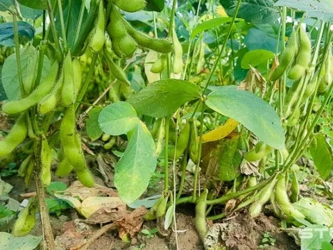 Phương pháp cấy mới có thể bảo vệ cây đậu tương chống lại bệnh cháy lá gây hại