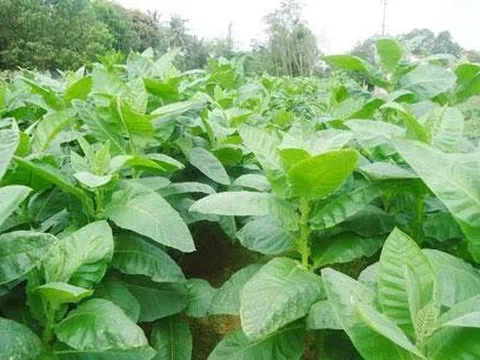 Cảm biến mạnh giúp phát hiện nitơ ở cây trồng với độ chính xác cao