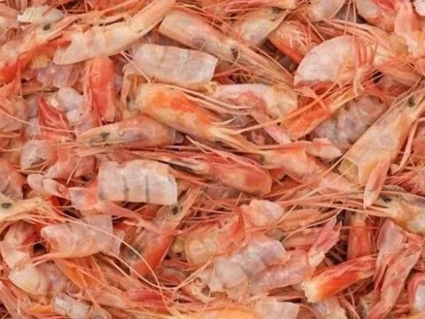 Vỏ tôm đã qua xử lý có thể sớm thay thế các bộ lọc nước thải có nguồn gốc từ nhiên liệu hóa thạch