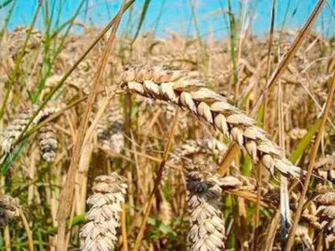 Mô hình máy tính cho thấy sản xuất cây trồng làm tăng lượng khí thải nitơ oxit trong đất