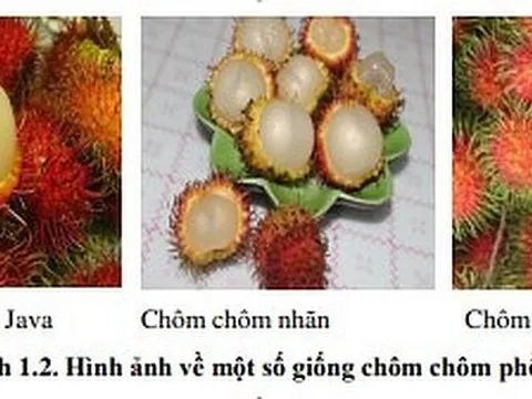 Hoàn thiện qui trình sản xuất geraniin từ vỏ quả chôm chôm (Nephelium lappaceum L.) hỗ trợ điều trị bệnh cao huyết áp và bệnh đái tháo đường