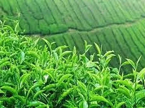 Hoàn thiện quy trình công nghệ nhân giống, trồng thâm canh và chế biến chè xanh thơm, chè Kim Ngân cho giống chè VN15, PH10, PH12