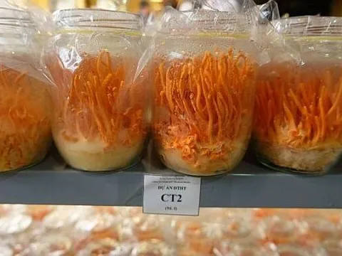 Nghiên cứu thành công quy trình nuôi cấy nấm đông trùng hạ thảo bán tự nhiên và chiết xuất chất quý để làm cao