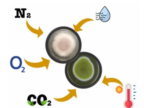 Sử dụng khí CO2 để ức chế nấm mốc sinh độc tố gây ung thư trong bảo quản lúa