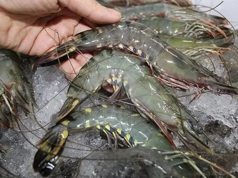 Hoa Kỳ sàng lọc tôm nhập khẩu bằng công nghệ tiên tiến