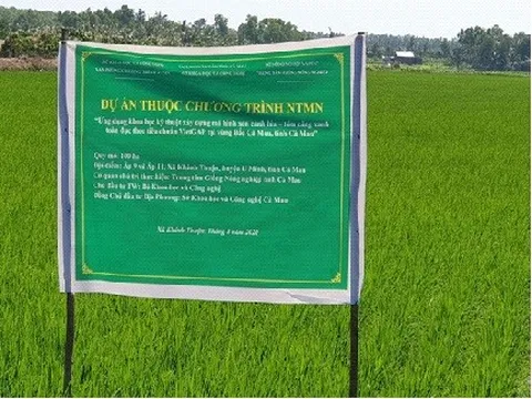 Cà Mau: Xây dựng mô hình xen canh lúa - tôm càng xanh toàn đực