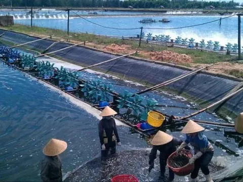 Khoa học công nghệ đã “góp sức” cho tăng trưởng của ngành thủy sản